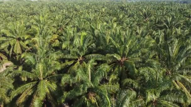 Drone Visa Titta Ner Olja Palm Plantering — Stockvideo