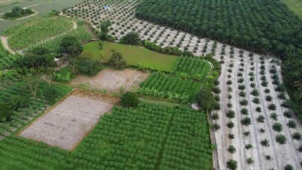 Diferentes Plantaciones Plátano Palma Aceitera Otros — Vídeo de stock