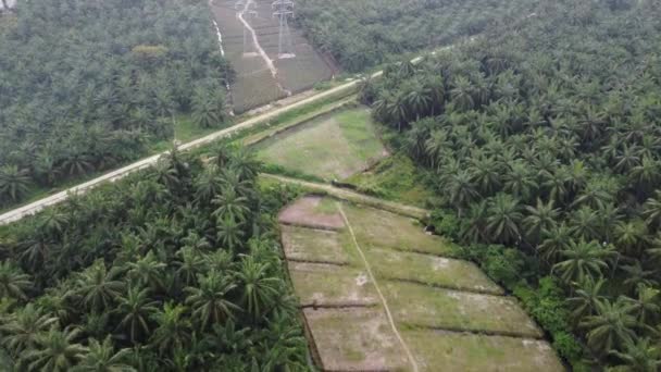 Drone View Powerline Toren Gebouwd Plantage — Stockvideo