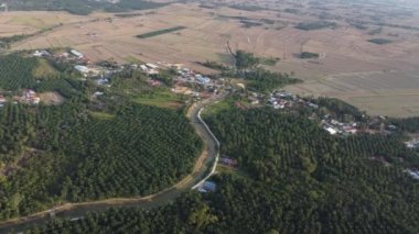 İnsansız hava aracı görüntüsü, palmiye tarlasında akan nehir.