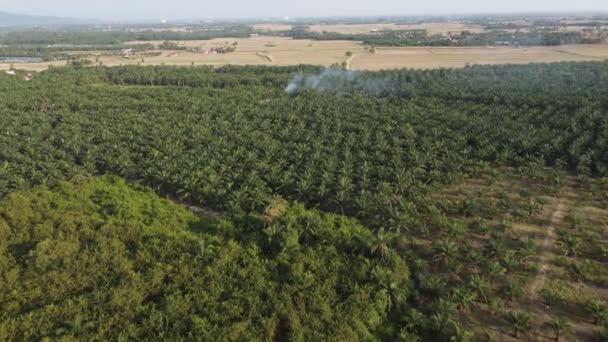 Drone Vista Quema Cultivos Plantación Palma Aceitera Malasia — Vídeo de stock