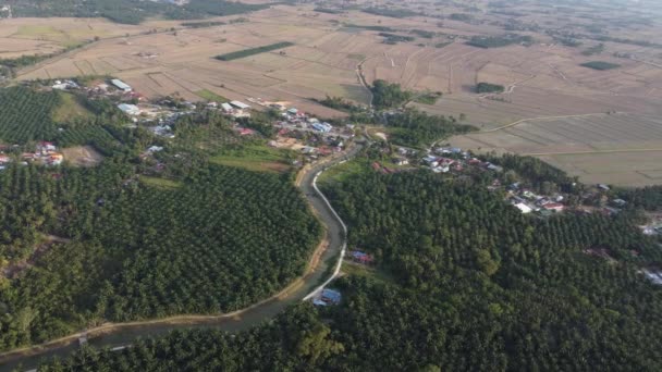 Drone Uitzicht Kronkelende Rivier Oliepalmplantage — Stockvideo