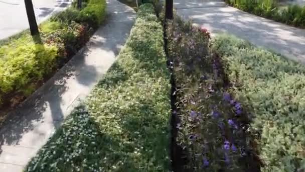 Glissant Sur Fleur Violette Plante Verte Dans Parc — Video