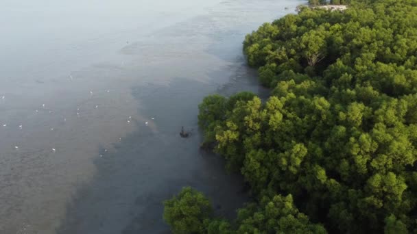 Melacak Melihat Burung Putih Mencari Makanan Rawa Bakau Dekat Pantai — Stok Video