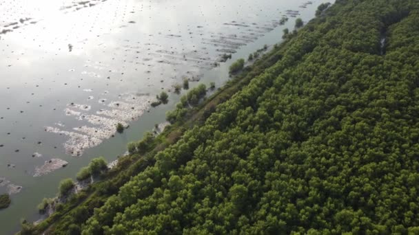 Dron Pohled Mrtvý Živý Mangrovník Žít Pobřeží — Stock video