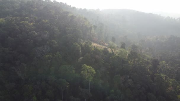 Drone Vista Mueven Sobre Plantación Bosque Verde Colina Malasia — Vídeos de Stock