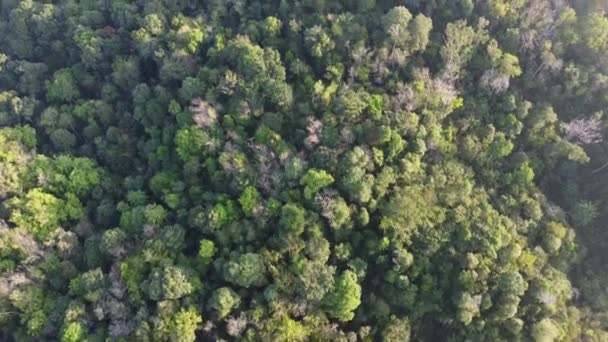 Drönare Tittar Ner Grön Skog Malaysia — Stockvideo