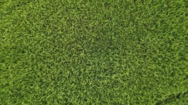 Hava dönüşümlü yeşil çimen alanına bakın