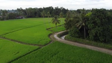 Yeşil çeltik tarlası ve hindistan cevizi ağacının panoramik manzarası