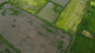 Akbalıkçılkuşu yeşil çeltik tarlasında uçar