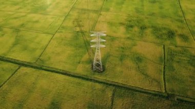 Sarı çeltik tarlasında elektrik direği