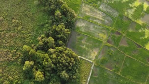 Scenic View Agriculture Paddy Farm — Stock Video