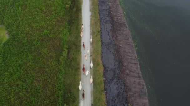 Kor Landsbygden Väg Eko Äng Grön Gräsmatta Bredvid Floden — Stockvideo