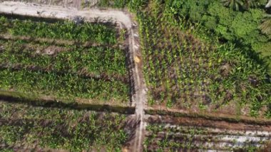 Kırsal kesimde hava manzaralı muz çiftliği