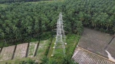 Ekin yağı palmiyesinin yanında elektrik kulesi