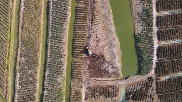 Tractor Vista Aérea Está Arando Tierra Granja Piñas — Vídeos de Stock