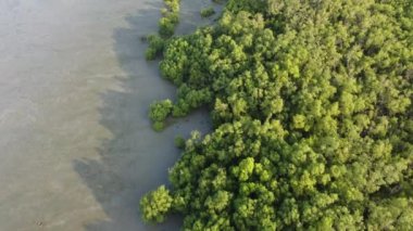 İHA görüntüsü Akşamları yeşil mangrov bataklık manzarası