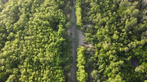 Aerial View Mangrove Tree Small Stream — Stock Video