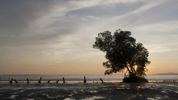 在Nibong Tebal的落日孤寂树 — 图库视频影像