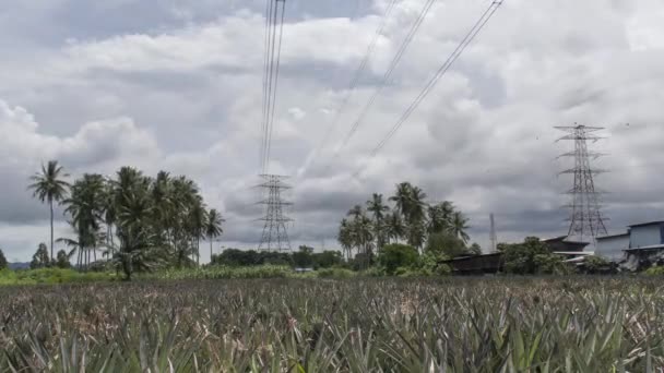 Timelapse Dia Nublado Fazenda Maçã Pinho Com Torre Elétrica Fundo — Vídeo de Stock