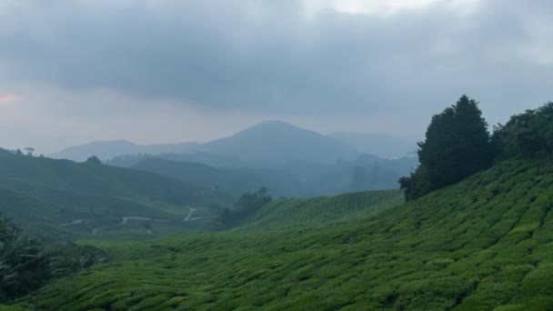Timelapse Sunrise Tea Plantation Cameron Hilands Malaysia — стокове відео