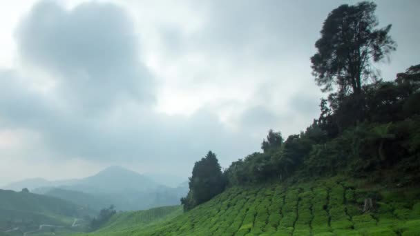 Сонячний Підйом Над Горою Чай Фарм Камерон Гайлендс Паханг Малайзія — стокове відео