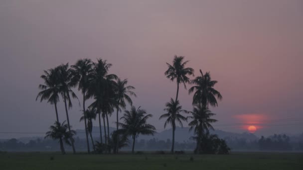 Včasný Východ Slunce Obzoru Kokosových Stromů — Stock video