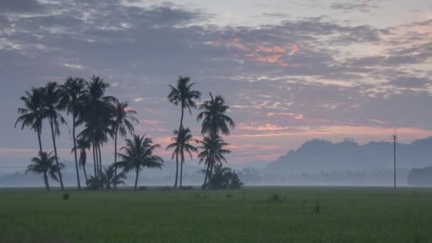 Timelapse Sun Rise Green Paddy Field Coconut Trees — Stock Video