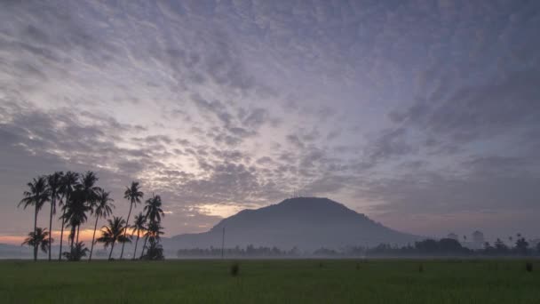 Timelapse Zonsopgang Bij Padie Veld Bukit Mertajam — Stockvideo