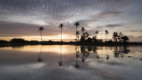 Timelapse Fila Reflexión Atardecer Cocoteros Fila — Vídeos de Stock