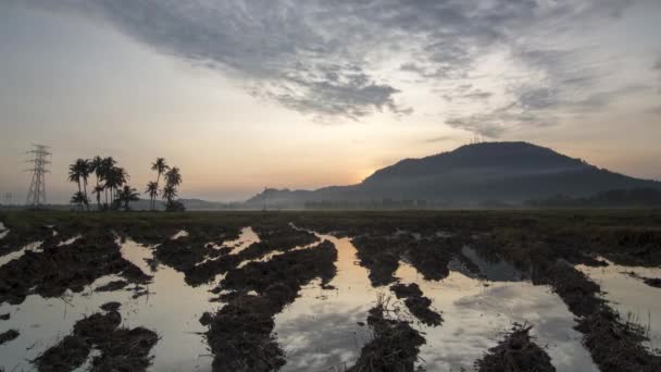 Timelapse Amanecer Arroz Fangoso Presentada — Vídeo de stock