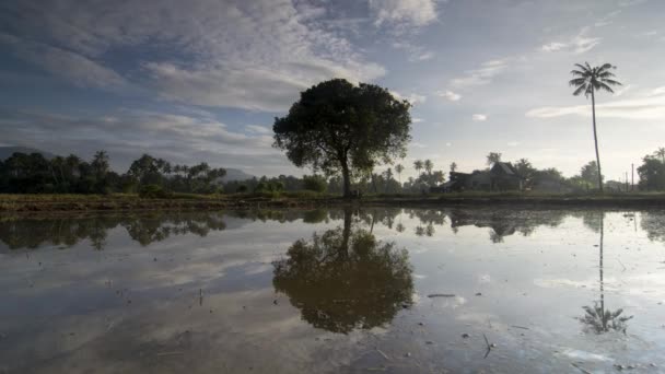 Árvore Timelapse Refletir Água Dia Nublado — Vídeo de Stock