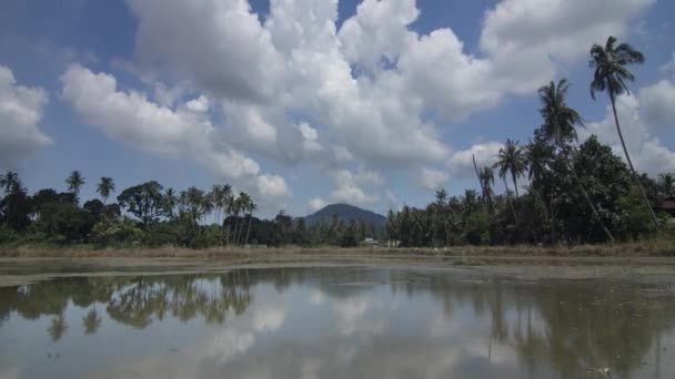 在耕地和椰树环绕下 白云蓝天掠过种植园稻田 — 图库视频影像