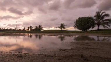 Tarladaki yansıma ağacının altın rengi günbatımının zamanlaması.
