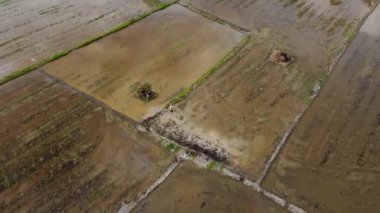 Pirinç tarlasında tarla süren çiftçi.