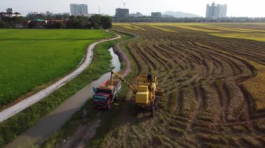 Hasatçı çeltik tarlasını kamyona yükleyin.