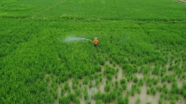 Flygfoto bonde spray bekämpningsmedel på grön paddy — Stockvideo