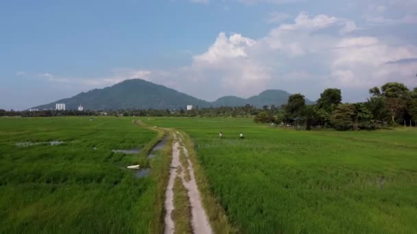 Twee boeren werken in het rijstveld — Stockvideo