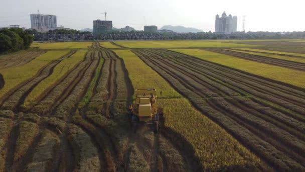 Kuning menggabungkan pemanen mengumpulkan panen padi — Stok Video