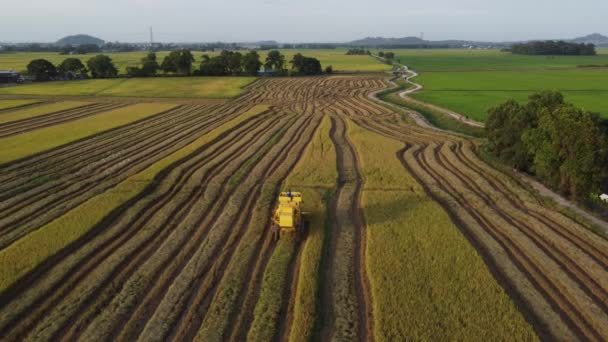 Cosechadora recoger arroz en el campo. — Vídeos de Stock