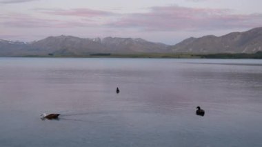Üç ördek alacakaranlıkta gölde yüzer..