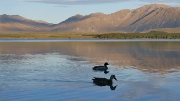 Dvě Kachny Mallard Plavat Jezeře Tekapo Nový Zéland Odrazem Mount — Stock video