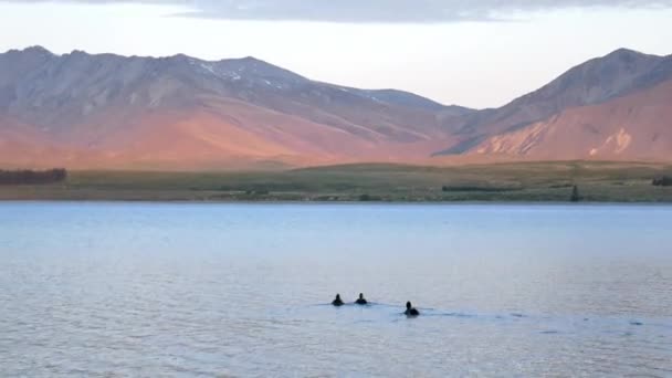 Trois Canards Colverts Nagent Ensemble Dans Lac Tekapo Fin Soirée — Video