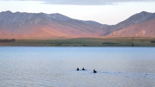 Tre Gräsänder Simmar Tillsammans Sjön Tekapo Sent Kvällen — Stockvideo