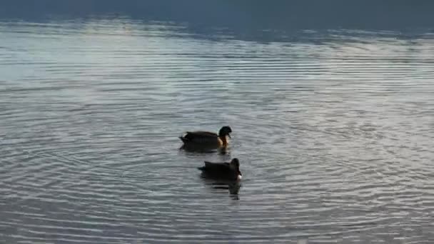 Две Утки Кряквы Плавают Воде — стоковое видео