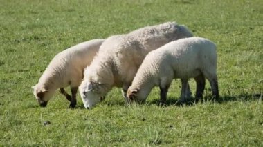 Üç koyun sabah tarlada otlanıyor..