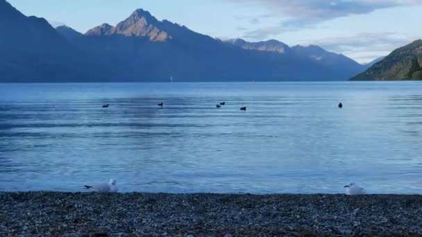 ワカティプ湖では午前中にマガモやカモメが泳いでいます — ストック動画
