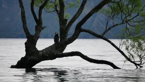 Nahe Wanaka Baum Auf Dem Ein Vogel Ruht — Stockvideo