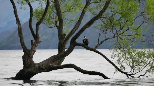 Pájaro Sentado Árbol Wanaka Isla Sur — Vídeo de stock
