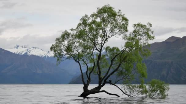 Pohon Wanaka Pagi Berawan South Island — Stok Video